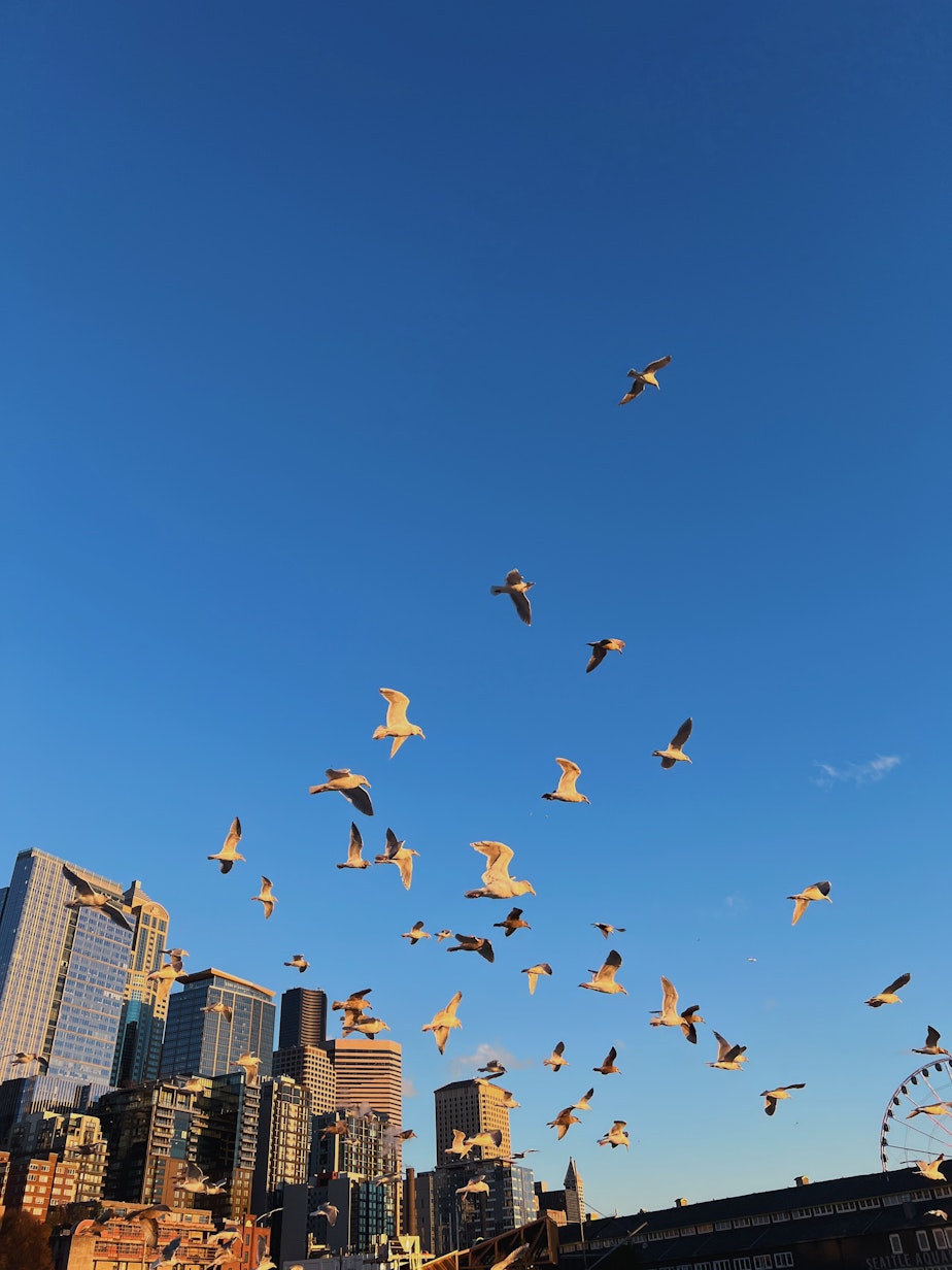 caption: Seagulls flying over docks at Seattle's waterfront.