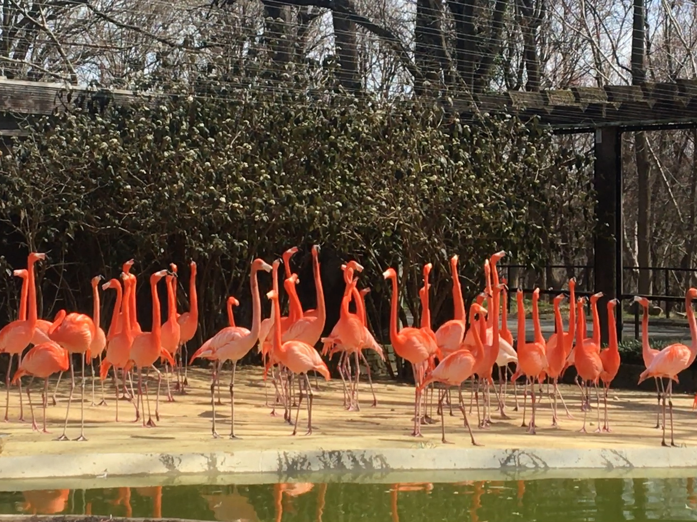 caption: A wild fox killed 25 American flamingos and one Northern pintail duck, announced the Smithsonian's National Zoo and Conservation Biology Institute.
