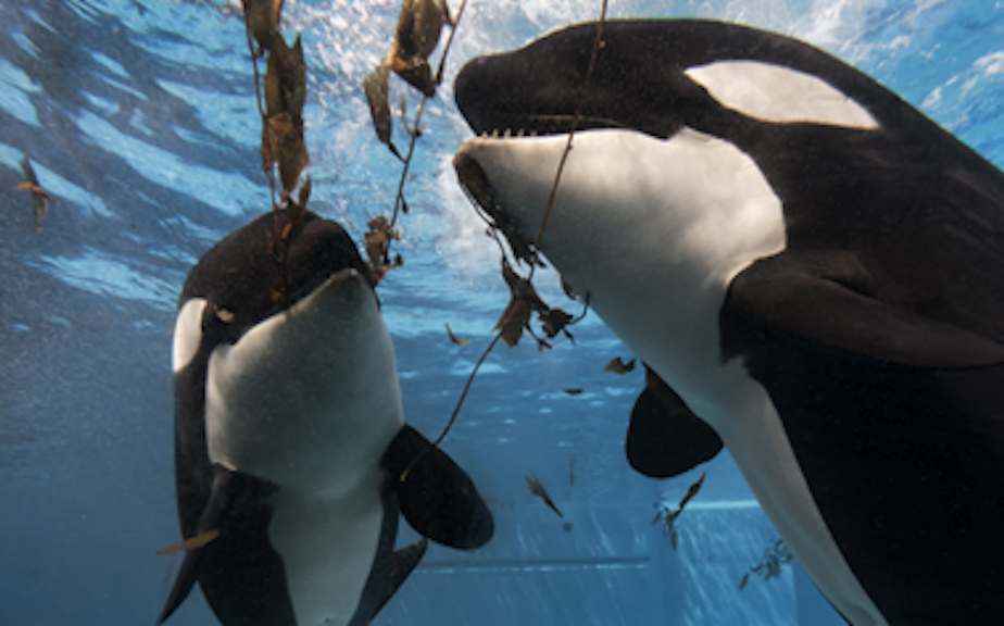 caption: SeaWorld parks said it has no interest in turning over its captive orcas to the Whale Sanctuary Project.