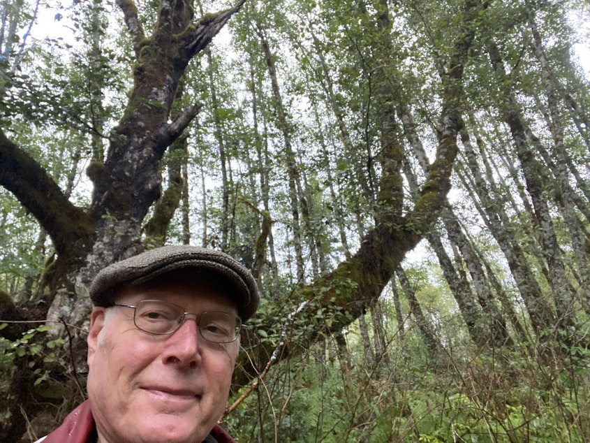 caption: Scientist Wayne Carmichael of Elsie, Oregon, shows off his about-century-old alder and says beyond studying algae, people must decrease their pollutants so blooms don’t overrun water bodies.     