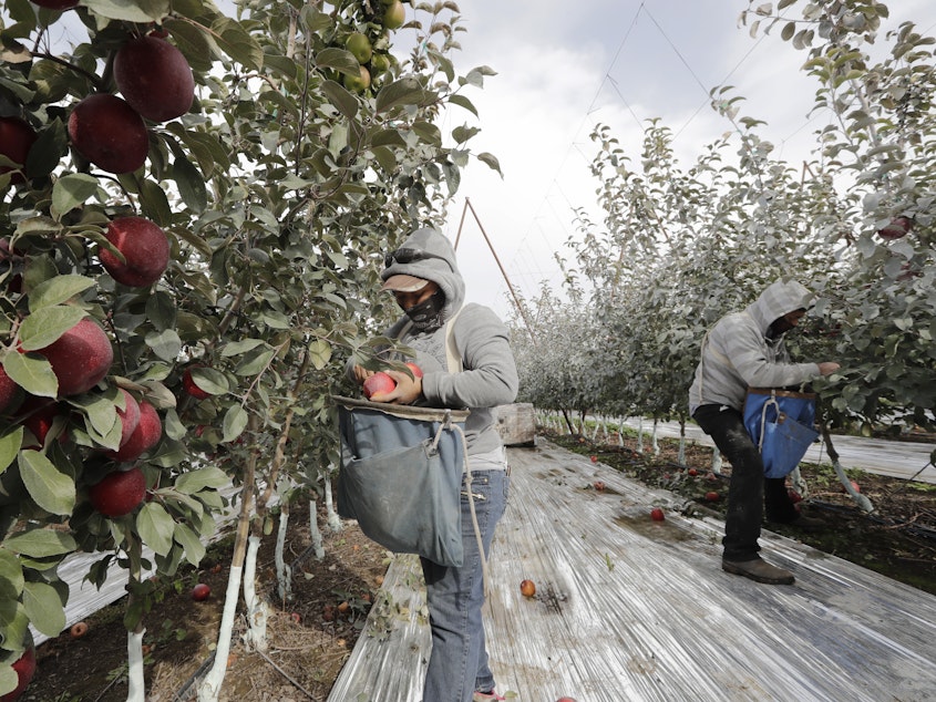 caption: Workers pick apples in a Wapato, Wash., orchard last October. U.S. farms employ hundreds of thousands of seasonal workers, mostly from Mexico, who enter the country on H-2A visas. The potential impact of the coronavirus on seasonal workers has the food industry on edge.