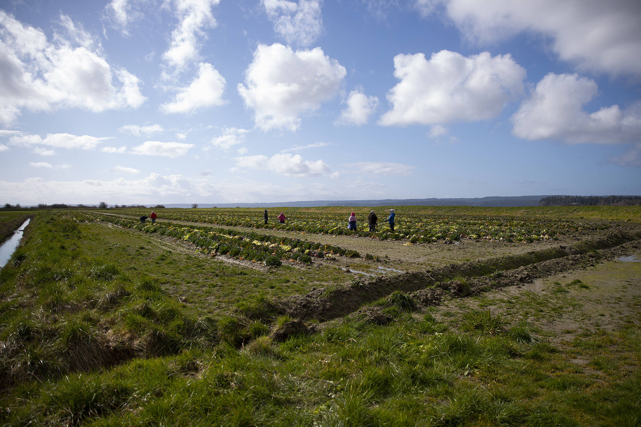 caption: Farmworkers prune cabbage plants in a field on Thursday, March 5, 2026, in the Skagit Valley. 