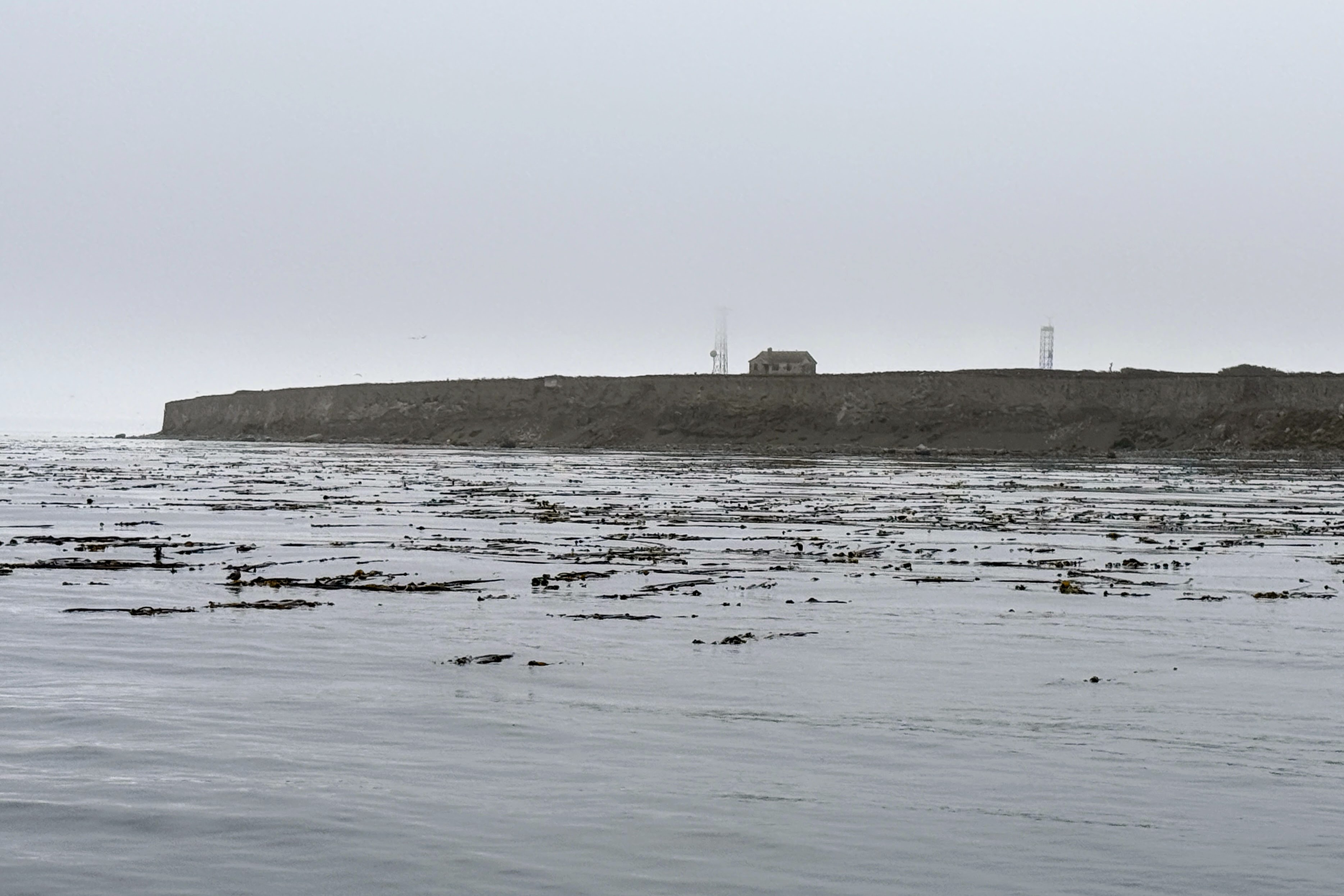 caption: Washington's largest kelp bed sits in front of Smith Island, at the eastern end of the Strait of Juan de Fuca, on Sept. 6, 2025. 