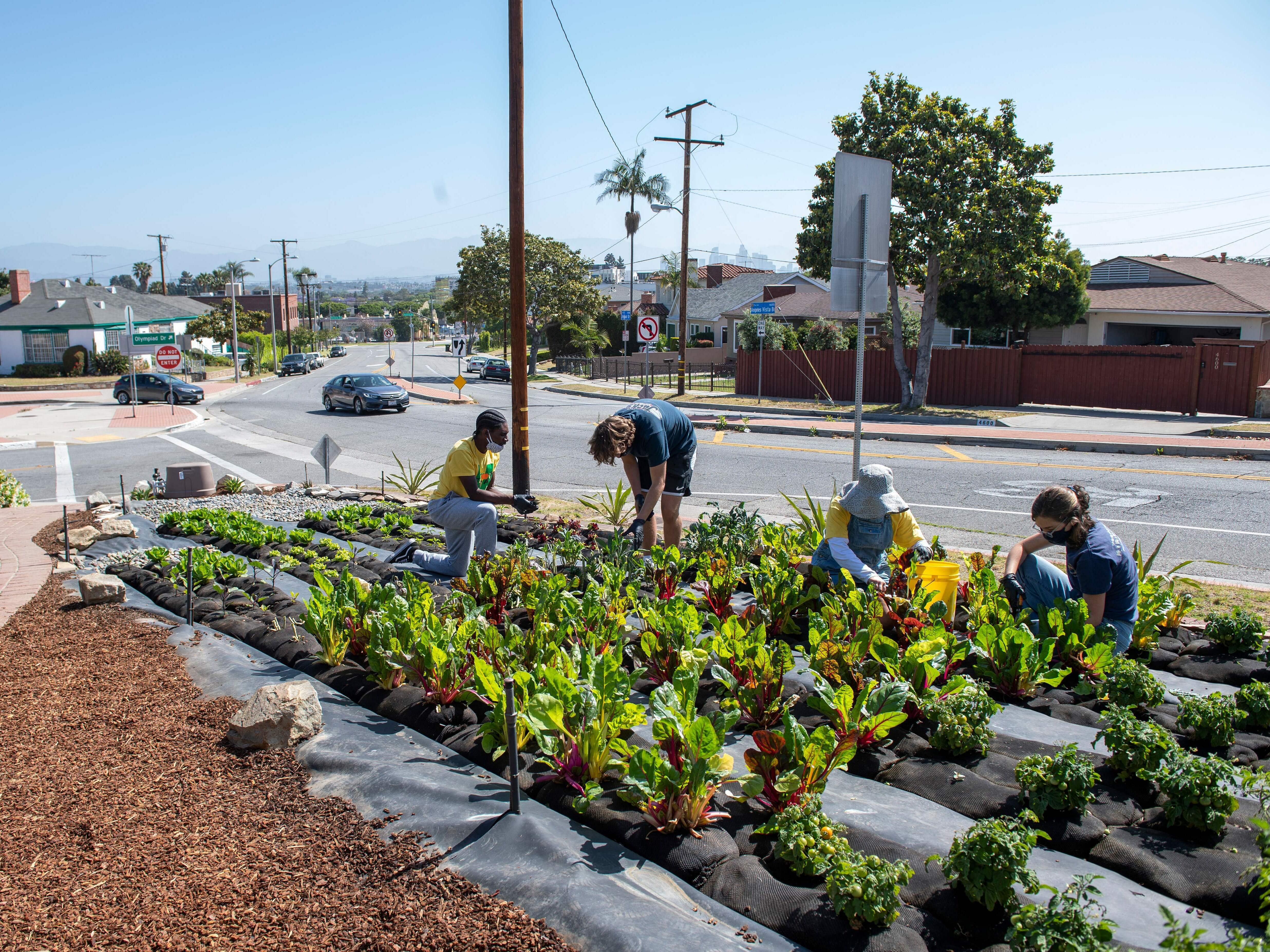 caption: People harvest crops at the Asante Microfarm in front of a house in View Park, in Los Angeles, in 2021.