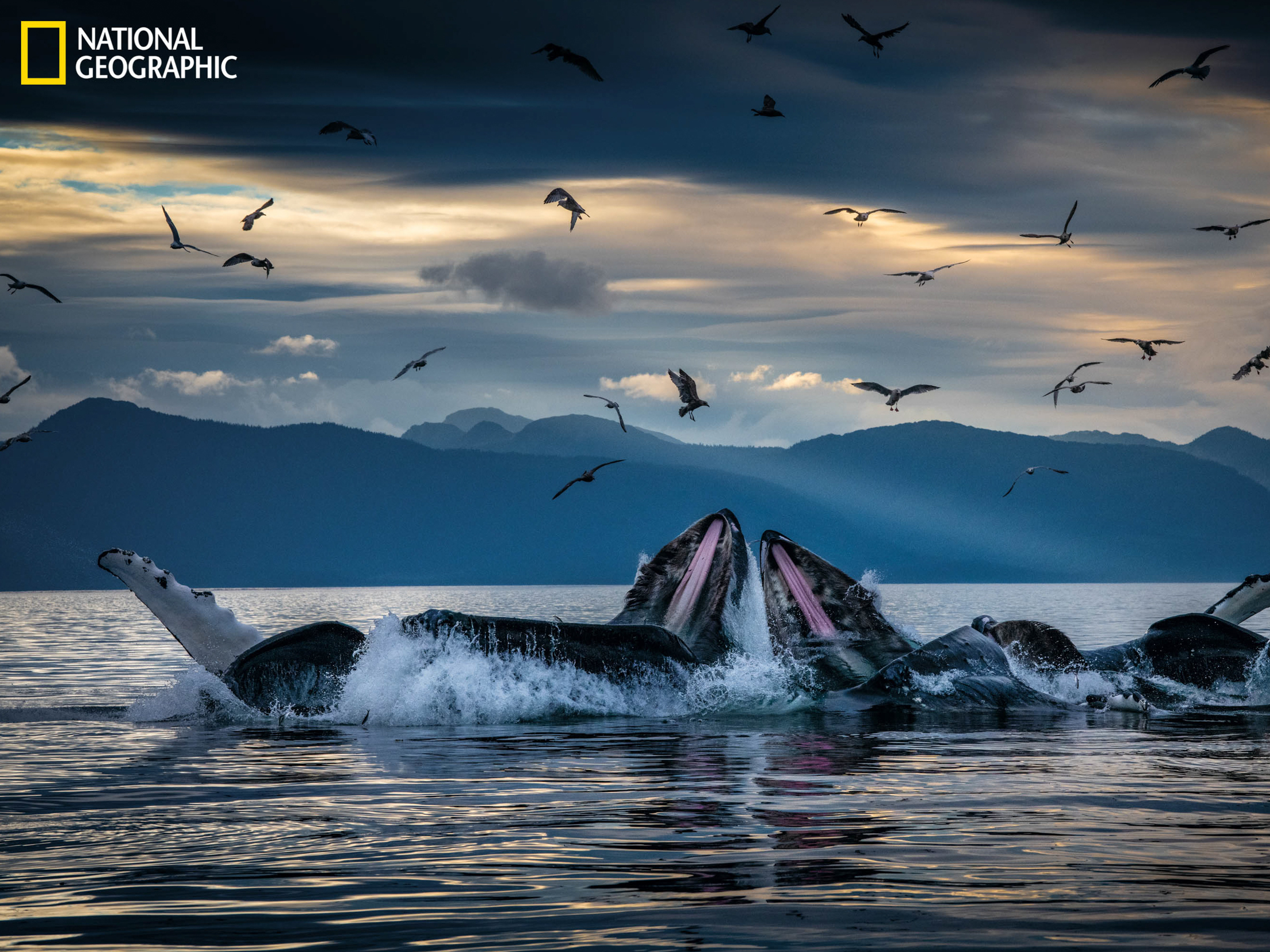 caption: Humpback whales, working in teams, circle herring with disorienting curtains of bubbles off Alaska's coast, then shoot up from below with their mouths open. This innovation developed among unrelated groups of humpbacks but is now a widely adopted practice.