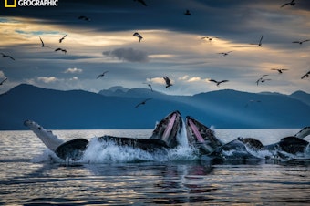 caption: Humpback whales, working in teams, circle herring with disorienting curtains of bubbles off Alaska's coast, then shoot up from below with their mouths open. This innovation developed among unrelated groups of humpbacks but is now a widely adopted practice.