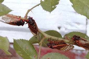 caption: Cicadas from Brood X in 2004 in Winchester, VA.