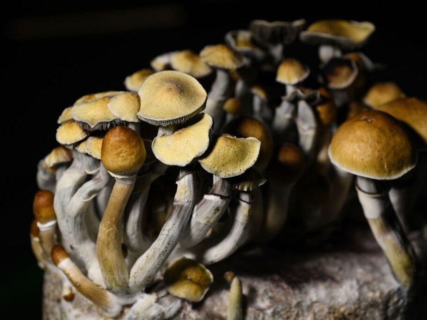caption: Psilocybin mushroom grown in Littleton, Colo. Use of the psychoactive drug is growing in popularity in the U.S.