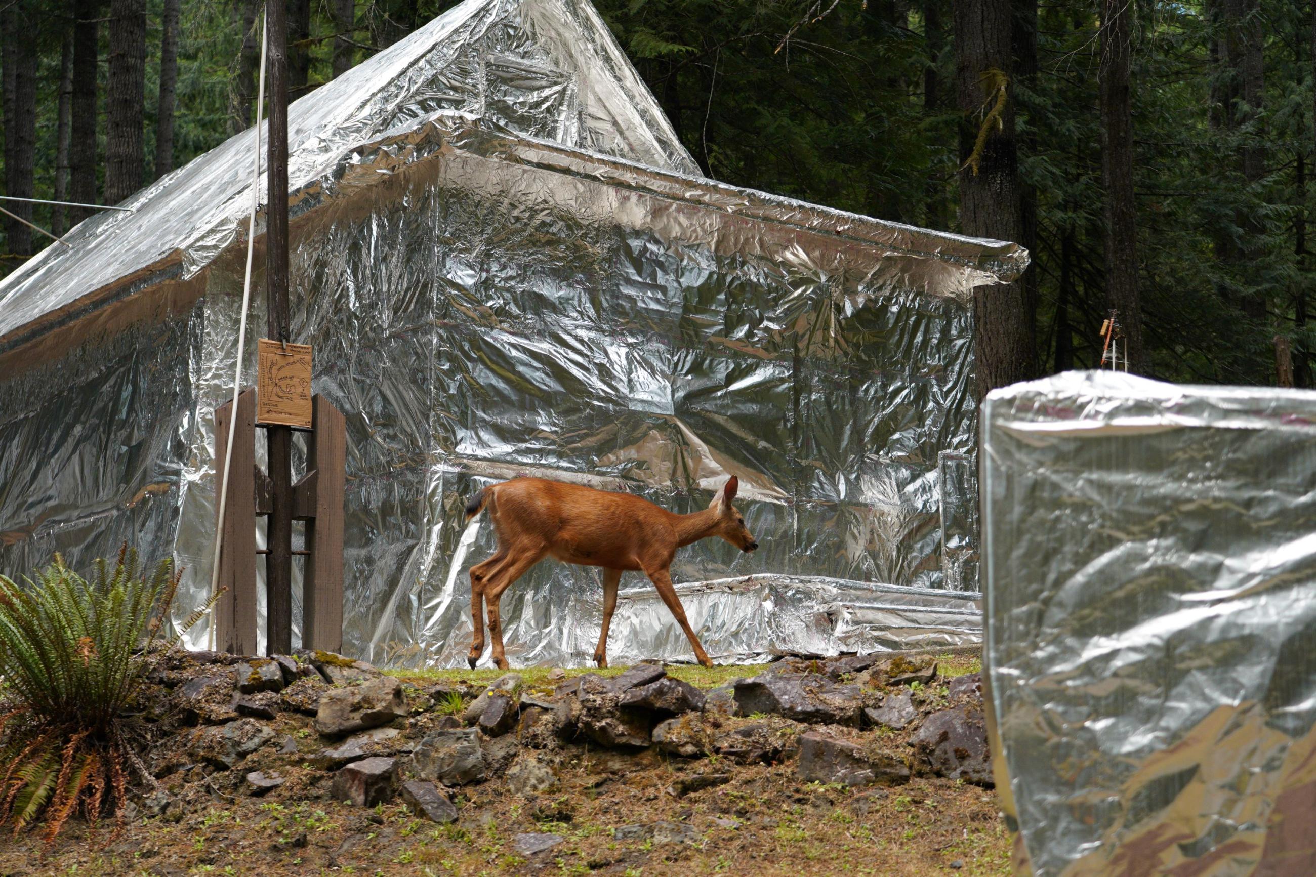 caption: A deer walks by foil-wrapped building at Olympic National Park's Staircase area on Aug. 5, 2025.