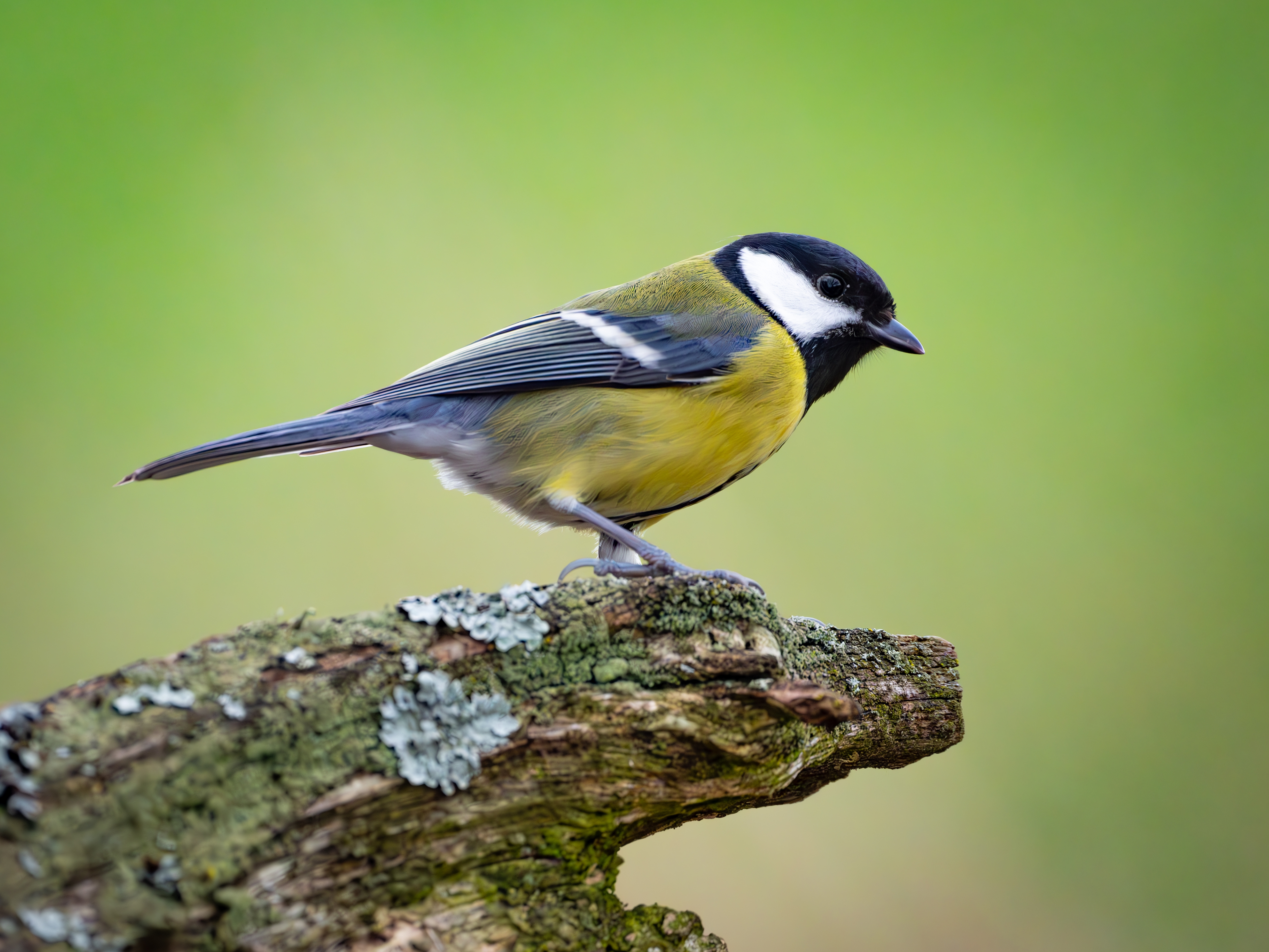 caption: Great Tits are a songbird common in Europe and parts of Asia. New research finds that they sometimes get divorced.