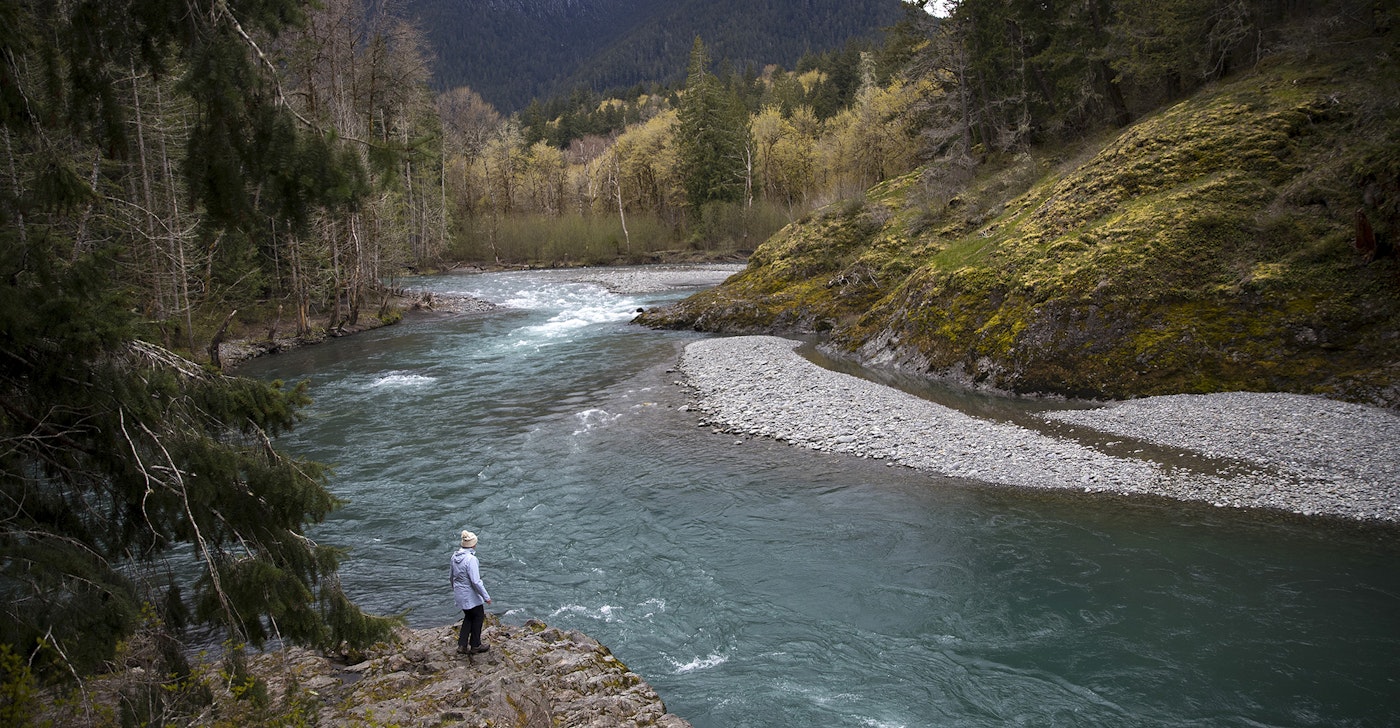 caption: Guide Carolyn Wilcox walks along the Elwha River on Wednesday, April 13, 2022, outside of Port Angeles. 