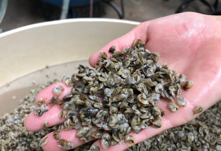 caption: Baby oysters grown at Taylor Shellfish's hatchery in Dabob Bay.  