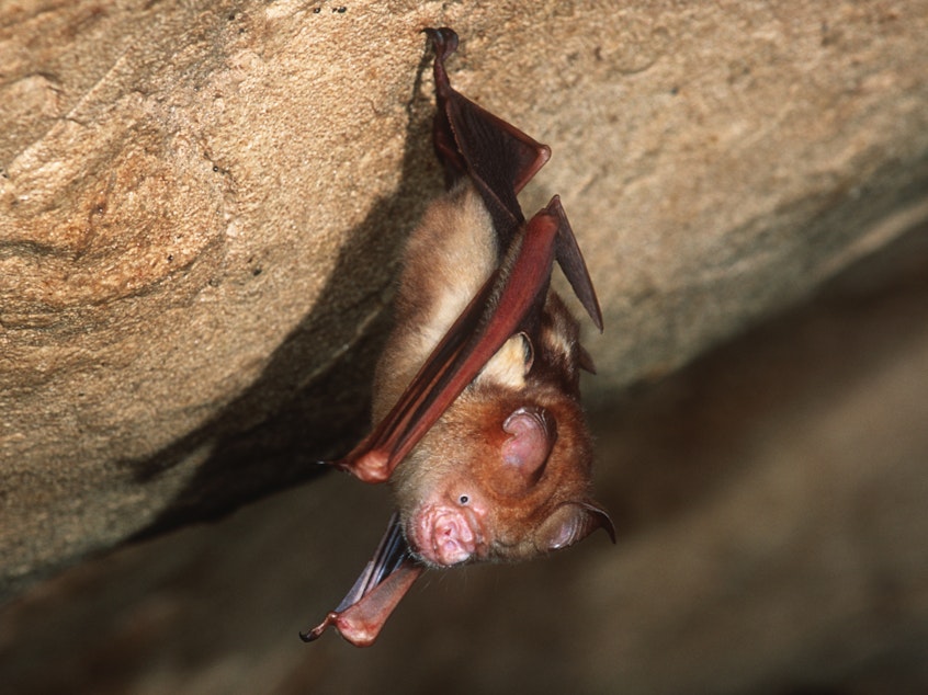 caption: This Bornean horseshoe bat and other bat species can harbor coronaviruses. The nonprofit group EcoHealth Alliance had U.S. government funding for an ongoing research project in China on bats and coronaviruses — until the money was cut on April 25.