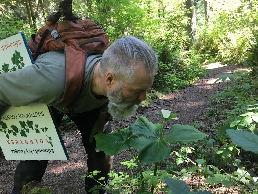 caption: Edmonds Ivy League founder Mikael Öhman admires a native trillium flower in Southwest County Park in Edmonds, Washington, in May 2022.