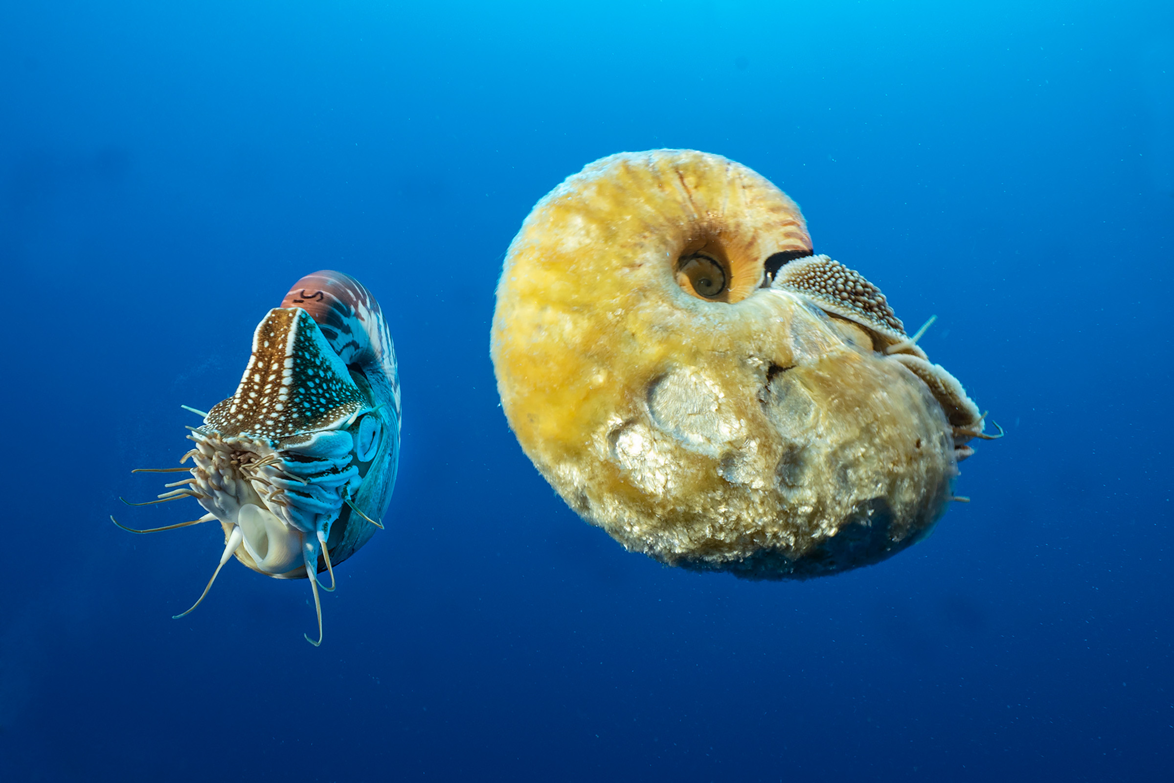 caption: A chambered and fuzzy nautilus off Ndrova Island.