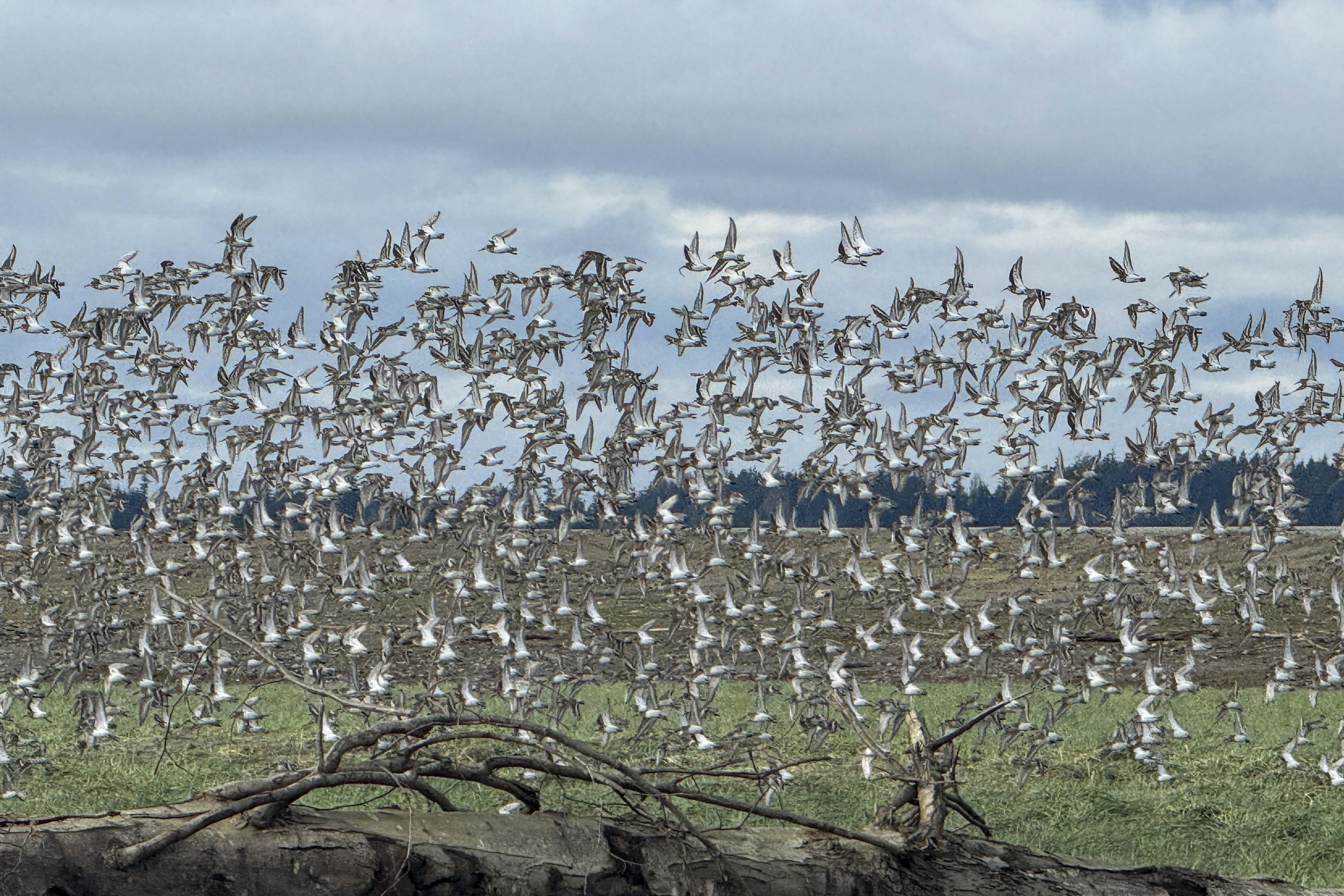 caption: Hundreds of dunlins fly in tight formation over the tribally owned zis a ba 2 wetlands along the Stillaguamish River on Dec. 19, 2025.