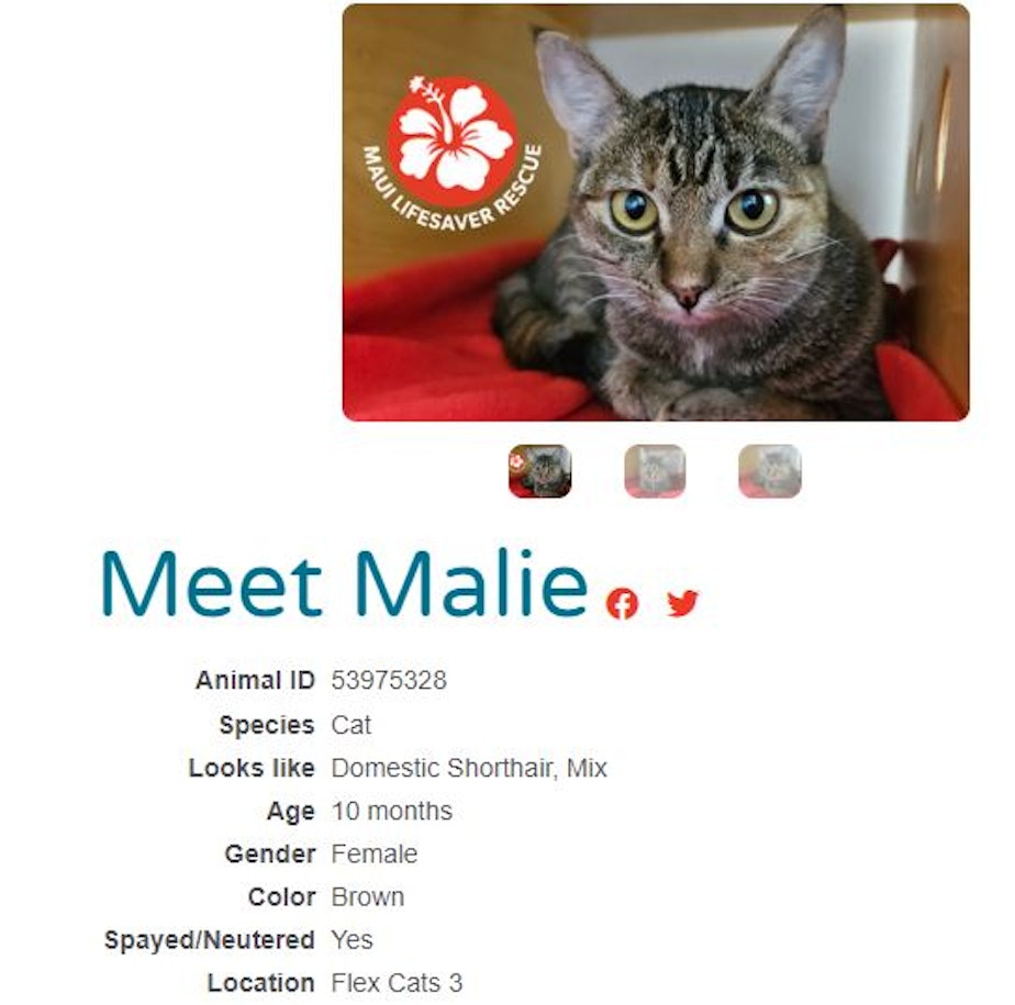 caption: Malie is one of 17 cats and kittens that flew from Hawaii to Seattle on August 17, 2023, after devastating wildfires in Maui. Her foster family had to flee the Kula fire. 