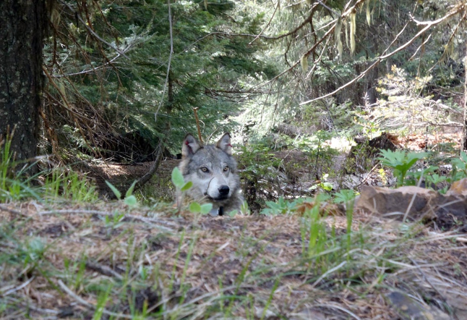 caption: A member of the Teanaway wolf pack in western Washington state. The wolf was in recovery from tranquilizing drug when this photo was taken.