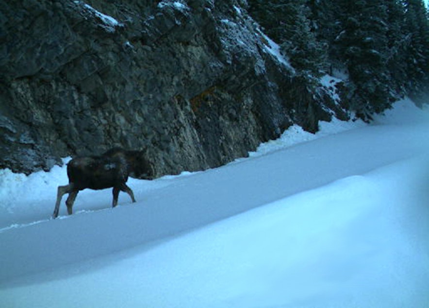 caption:  A moose was spotted for the first time in Mount Rainier National Park.