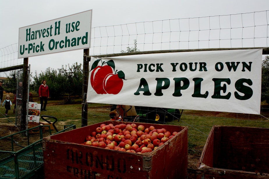 caption: U-pick isn't a very practical solution to the problem of harvesting labor shortage.