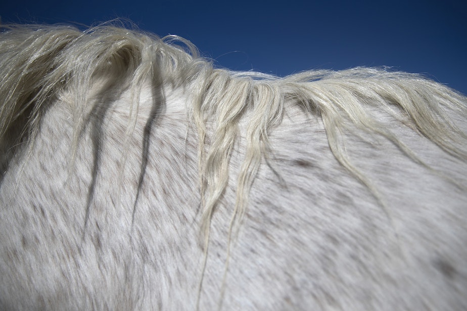 caption: Christina Cline's horse Sterling's mane is shown on Tuesday, April 23, 2019, near Carlton, Washington. 