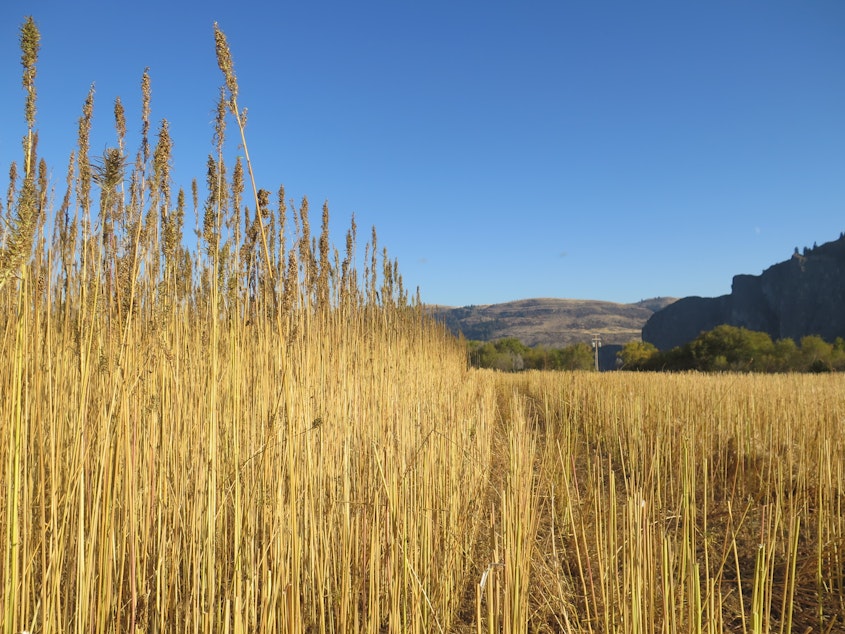 caption: A hemp field during harvest this November on the Colville Indian Reservation.