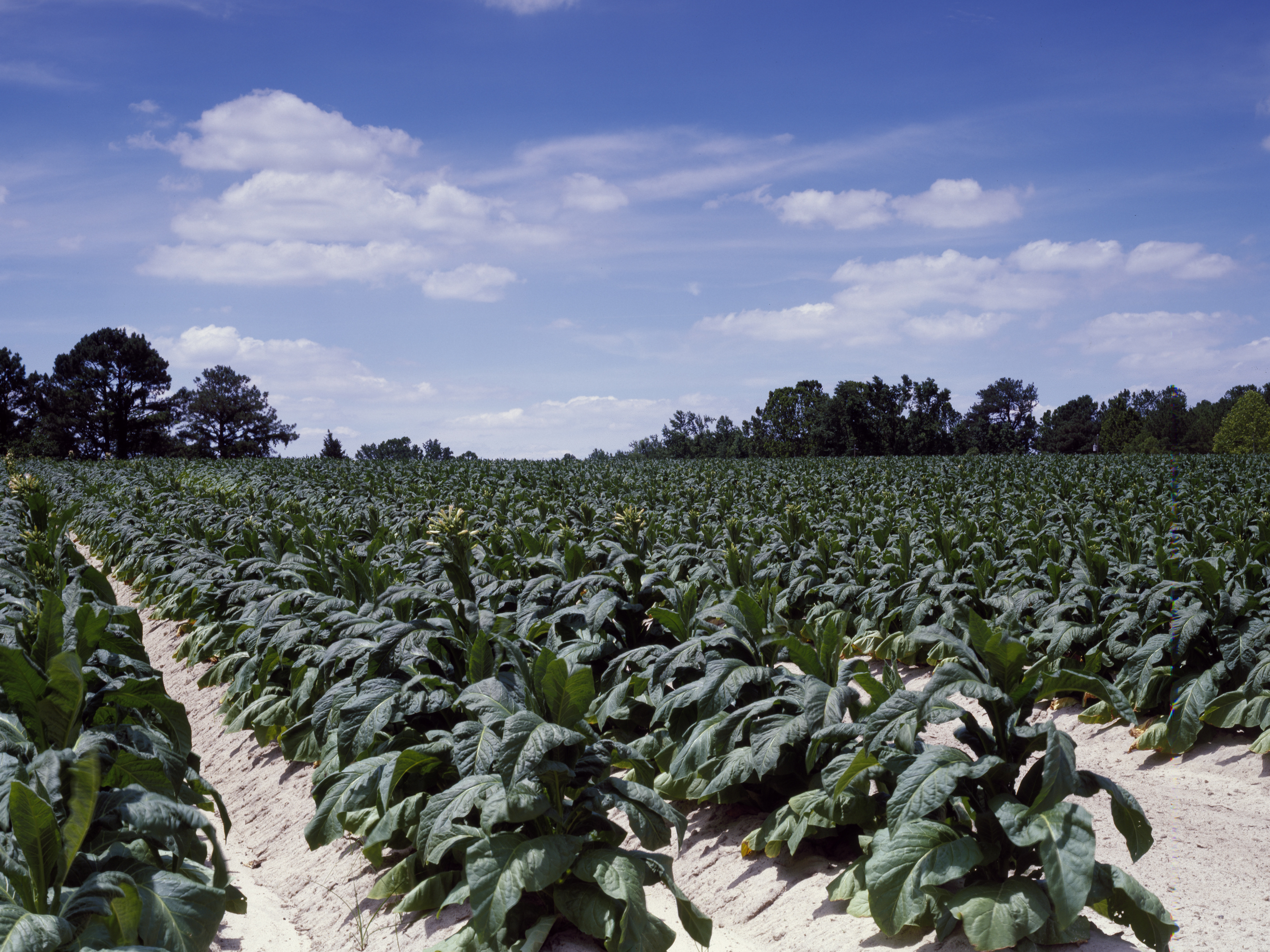 tobacco black shank disease Phytophthora nicotianae: A Quick Diagnostic Guide for Black Shank of Tobacco