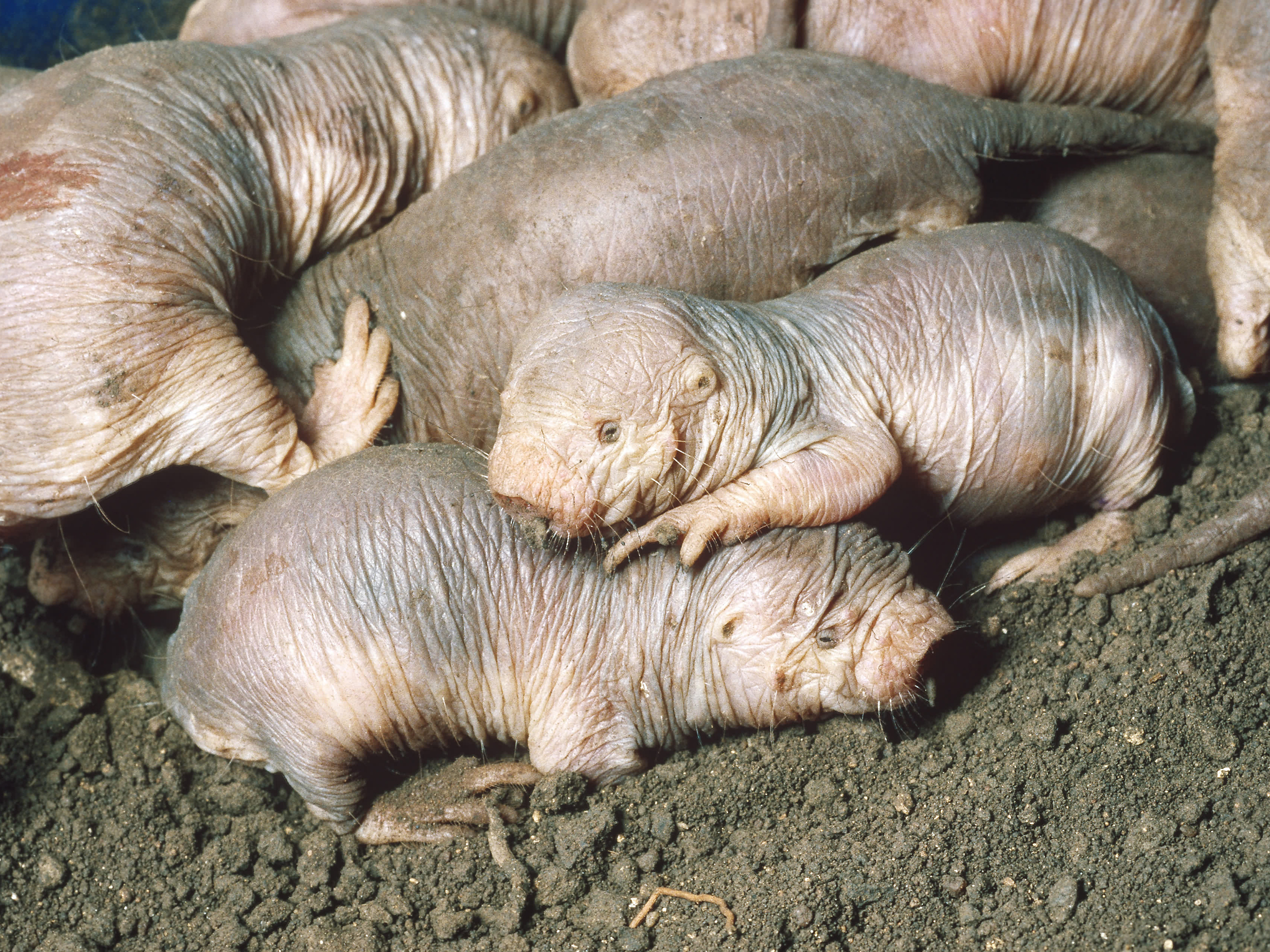 caption: Naked mole rats are eusocial, which means they live all crowded together, in a colony underground.