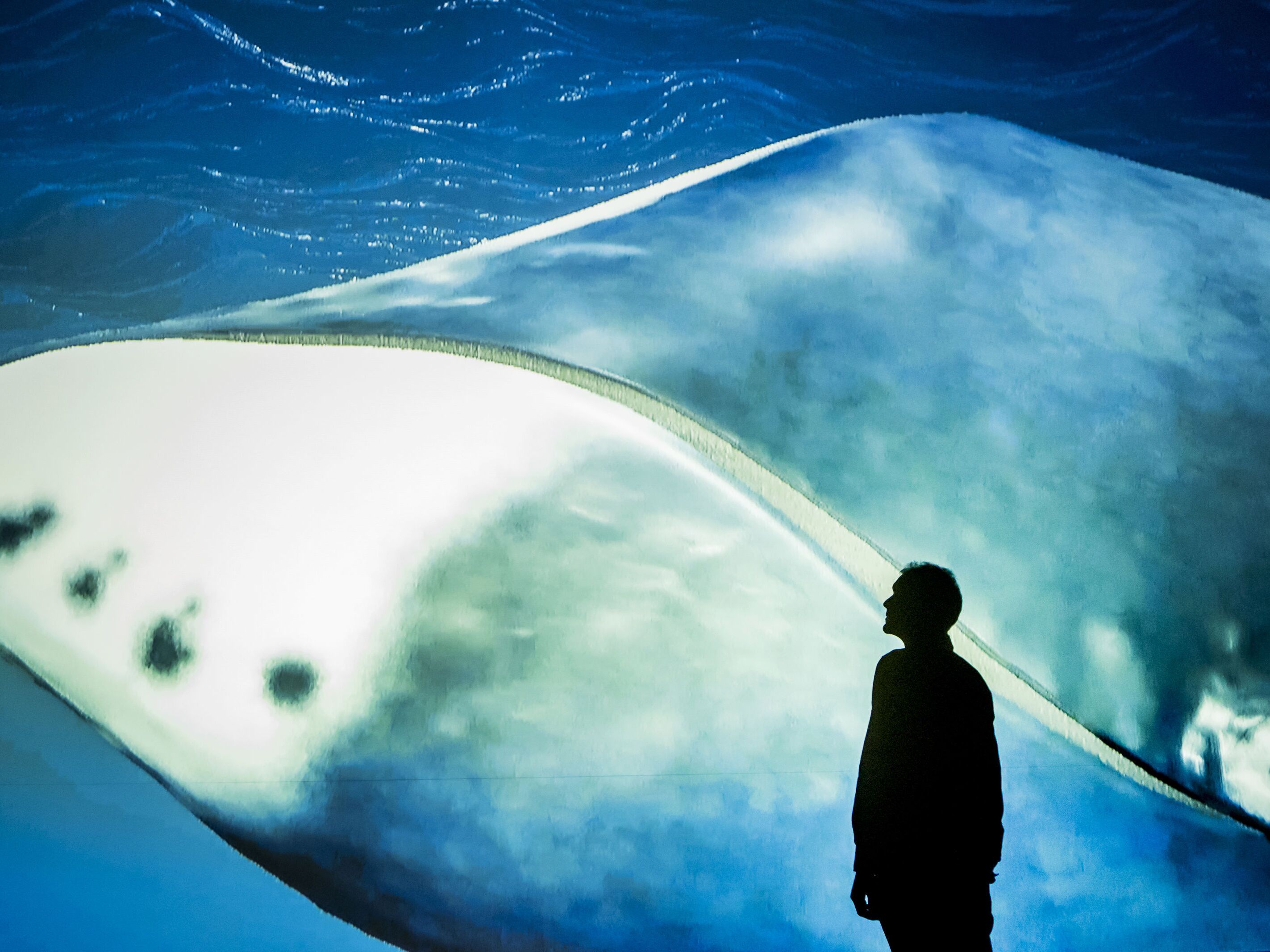 caption: A new study finds that the bowhead whales produce loads of a protein that repairs the DNA in cells before they can become pre-cancerous.