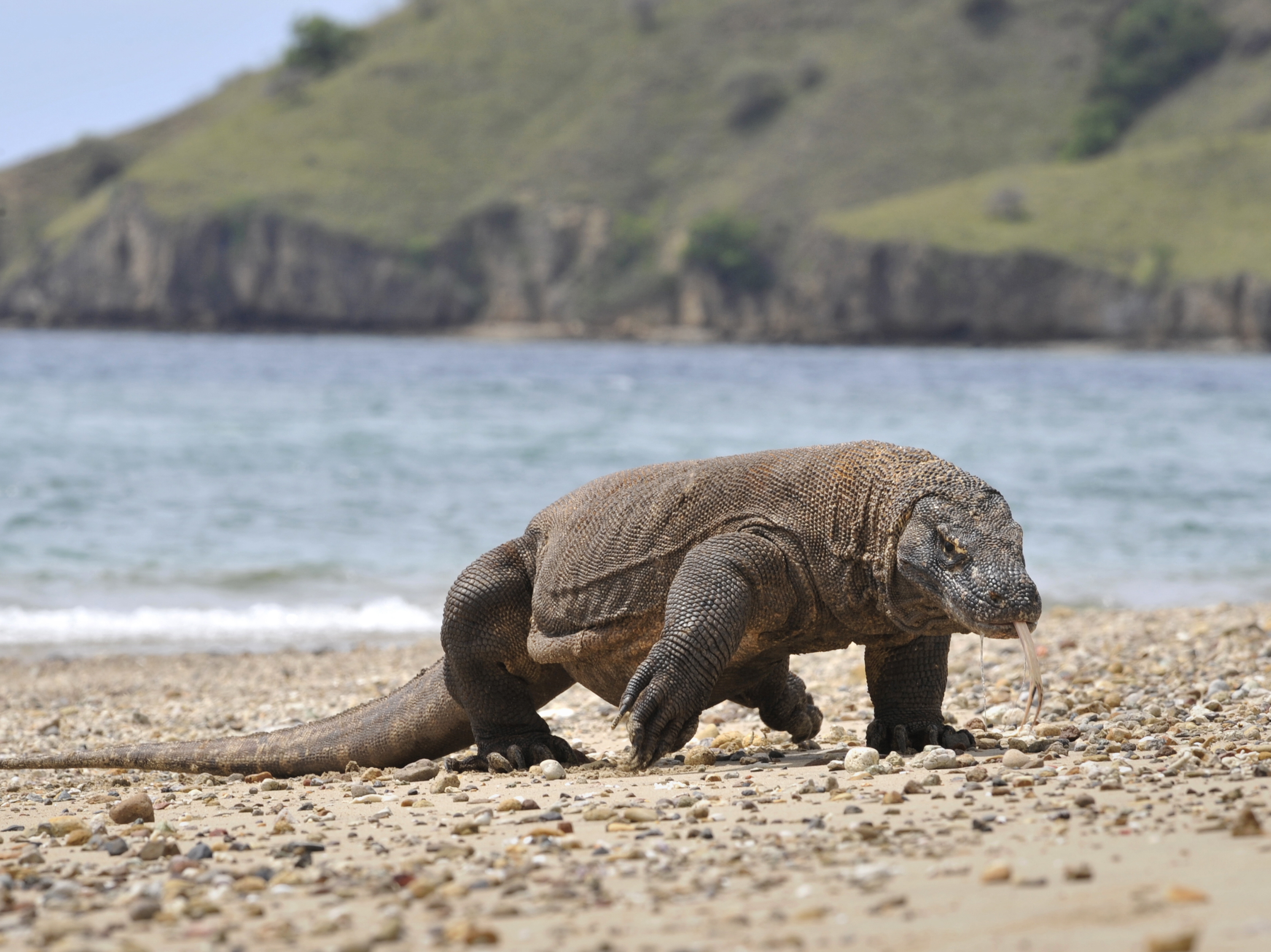 caption: In this photograph taken in 2010, a Komodo dragon prowls the shore of Komodo island, the natural habitat of the world's largest lizard.