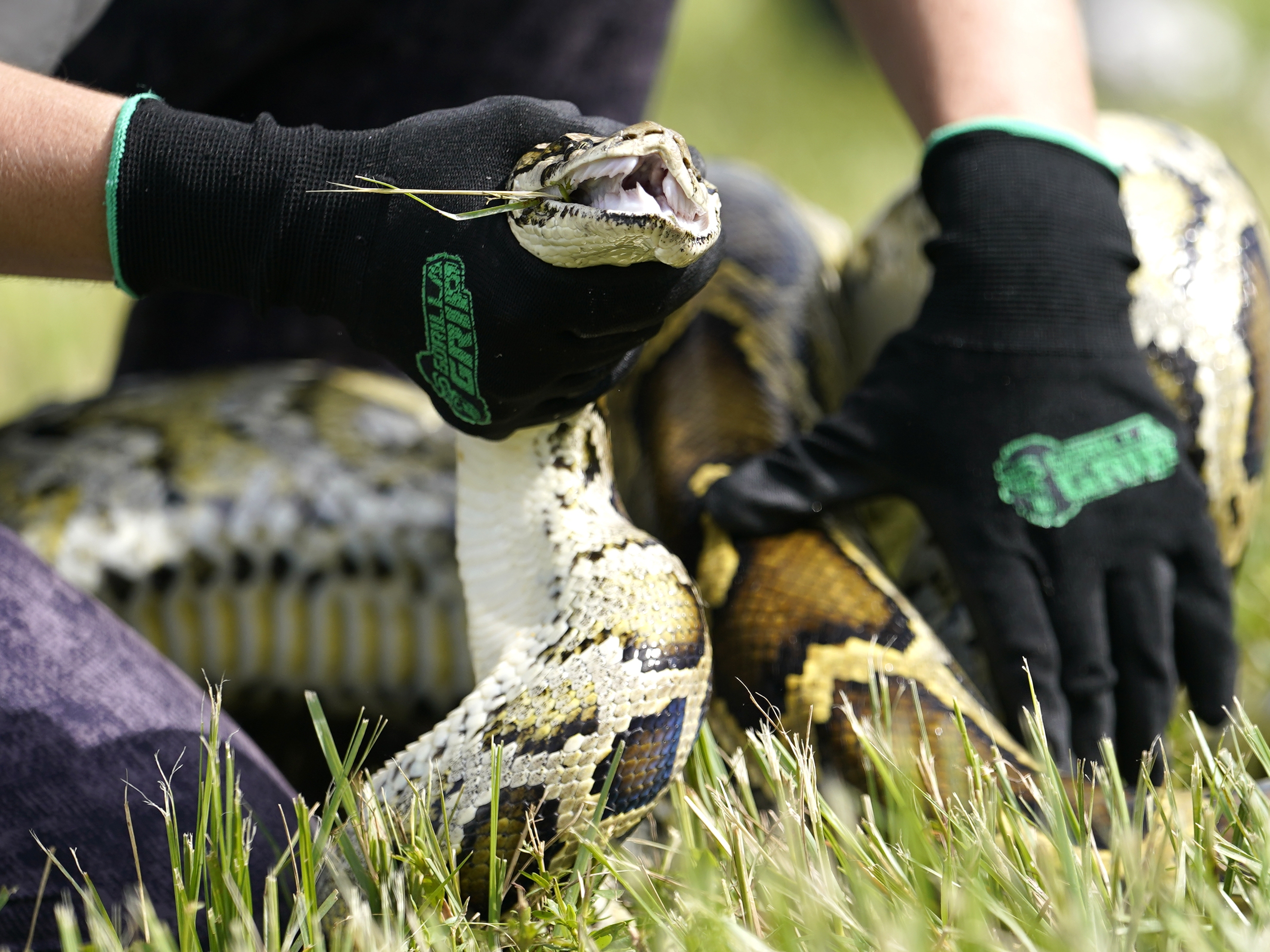 caption: A Burmese python is held during a safe capture demonstration at a media event for the 2022 Florida Python Challenge on June 16, 2022, in Miami.