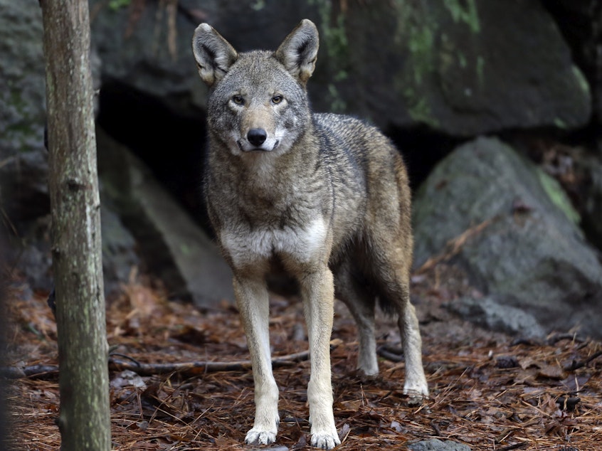 caption: A female red wolf is shown in its habitat at the Museum of Life and Science in Durham, N.C.