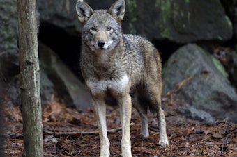 caption: A female red wolf is shown in its habitat at the Museum of Life and Science in Durham, N.C.