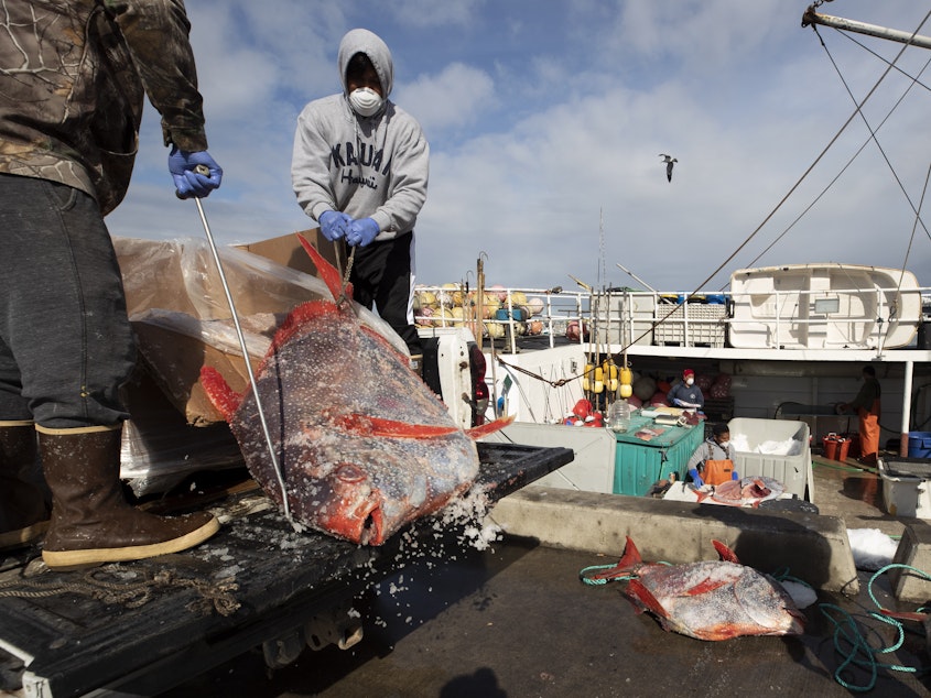 caption: Opah fish are hauled onto a dock for sale last week in San Diego. Fishermen coming home to California after weeks at sea are finding strict anti-coronavirus measures, and nowhere to sell their catch.