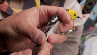 caption: <p>Hermit warblers are native to the Pacific Northwest.&nbsp; Their numbers are declining overall, in part, because of warmer temperatures connected to climate change. Yet Oregon State University scientists have found their numbers have stabilized in areas where old growth forests remain intact.&nbsp;</p>