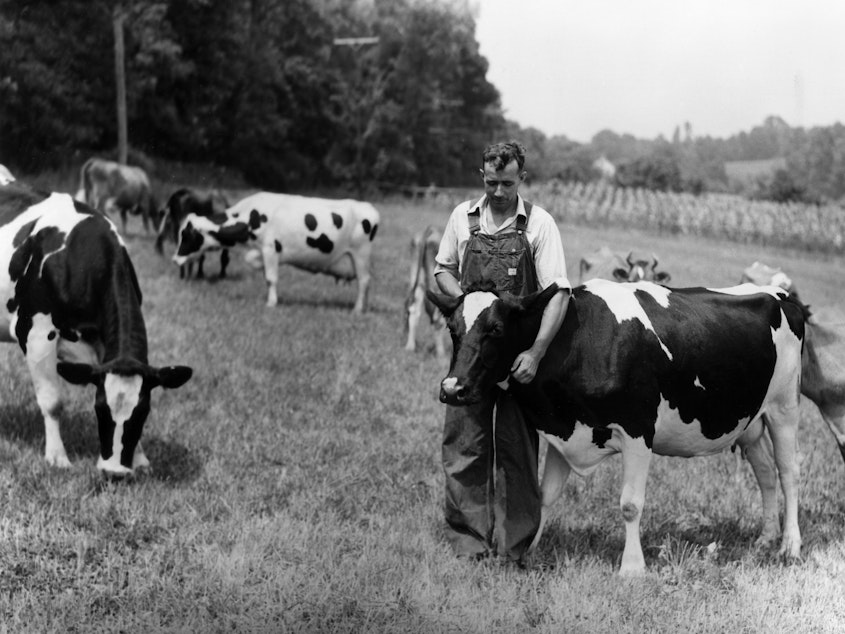 caption: A farmer in overalls stands with cows in a pasture circa 1945.