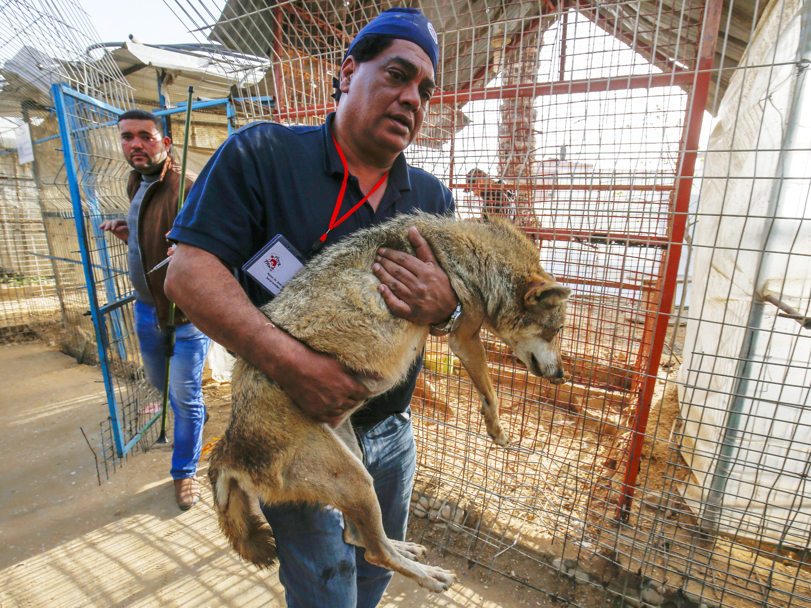 caption: Dr. Amir Khalil, a veterinarian with the animal rescue charity Four Paws International, carries a sedated coyote at a zoo in Rafah in the Gaza Strip, during the evacuation of animals in April.