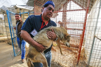 caption: Dr. Amir Khalil, a veterinarian with the animal rescue charity Four Paws International, carries a sedated coyote at a zoo in Rafah in the Gaza Strip, during the evacuation of animals in April.