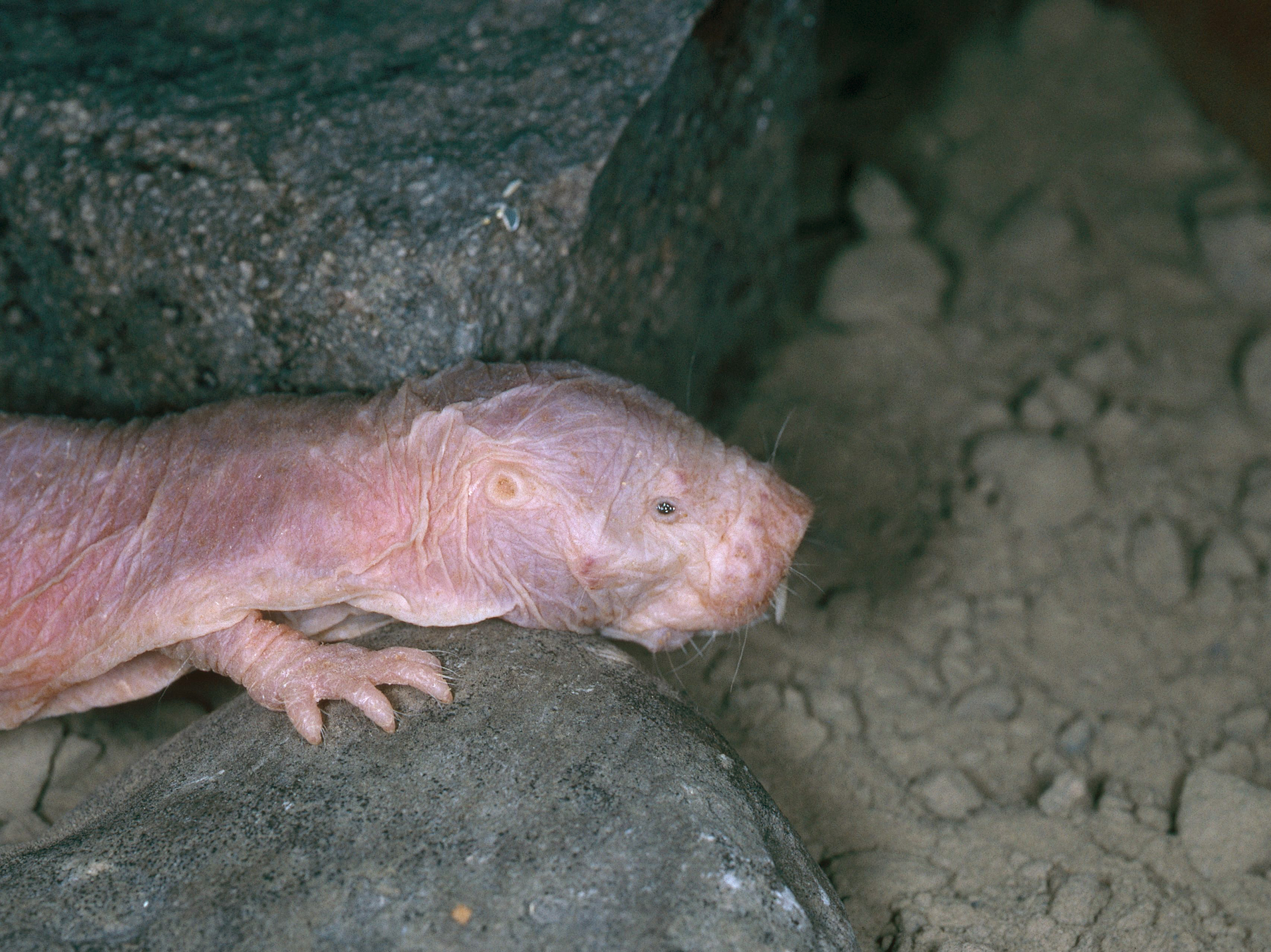 Naked mole rat sweater deals