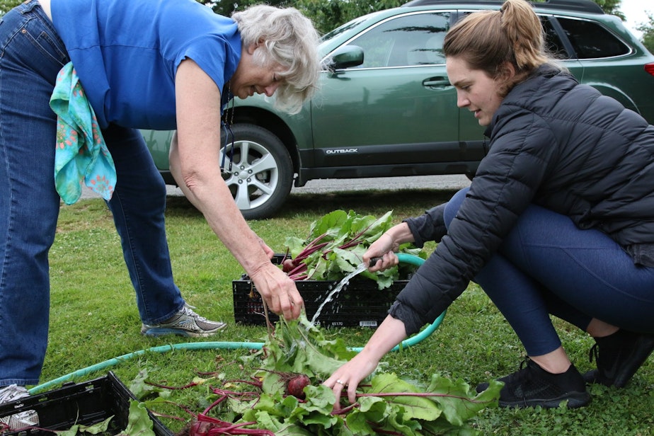 caption: Gardeners wash beets for the food bank at the Ballard P-Patch
