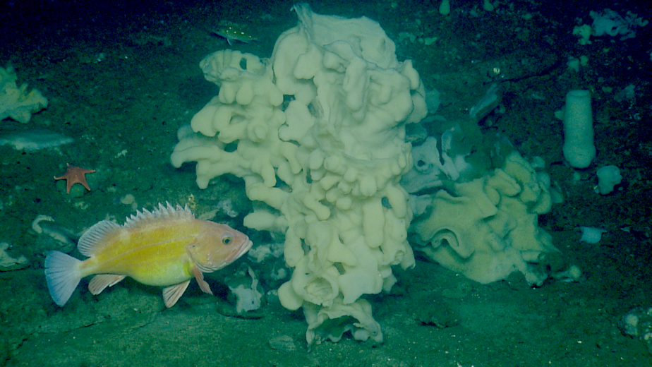 Kuow Sea Enemies Come Together To Protect Ocean Floor Twice Size