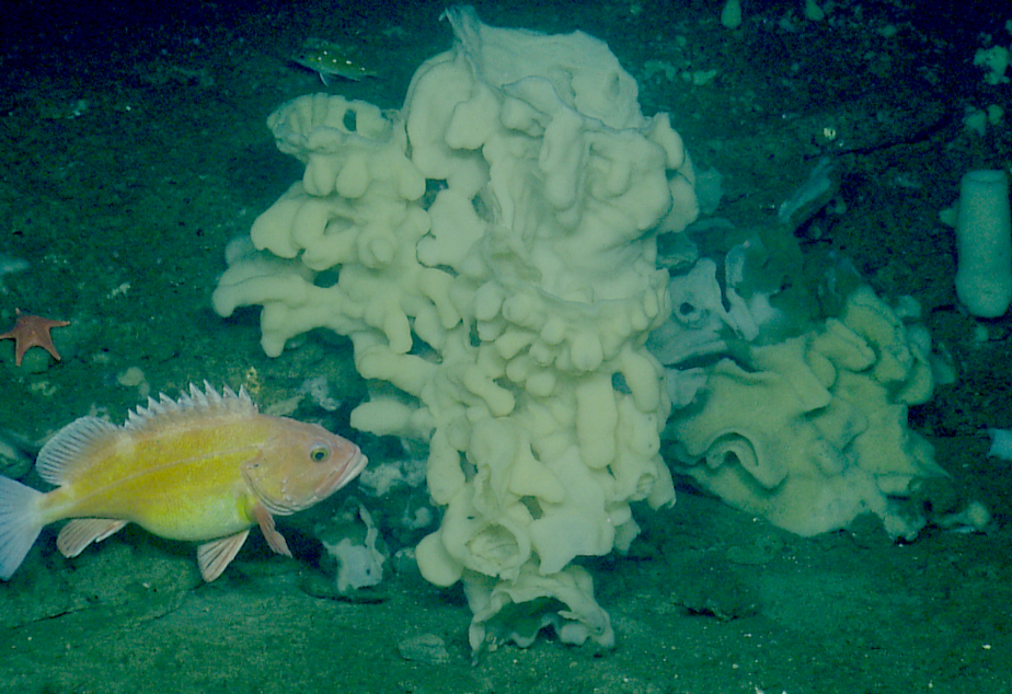 Kuow Sea Enemies Come Together To Protect Ocean Floor Twice Size