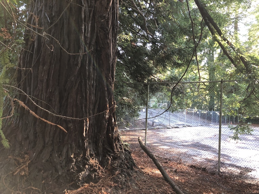 caption: The disused tennis courts in Lincoln Park are surrounded by large Coast Redwood trees that biologist Kersti Muul said are used by fledgling ravens and owls. There are a soccer field and baseball diamond nearby. 