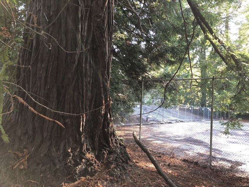 caption: The disused tennis courts in Lincoln Park are surrounded by large Coast Redwood trees that biologist Kersti Muul said are used by fledgling ravens and owls. There are a soccer field and baseball diamond nearby.
