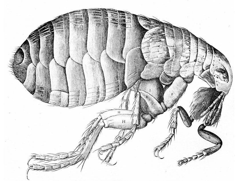 caption: The bacterium that causes the plague travels around on fleas. This flea illustration is from Robert Hooke's Micrographia, published in London in 1665.