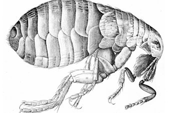 caption: The bacterium that causes the plague travels around on fleas. This flea illustration is from Robert Hooke's Micrographia, published in London in 1665.