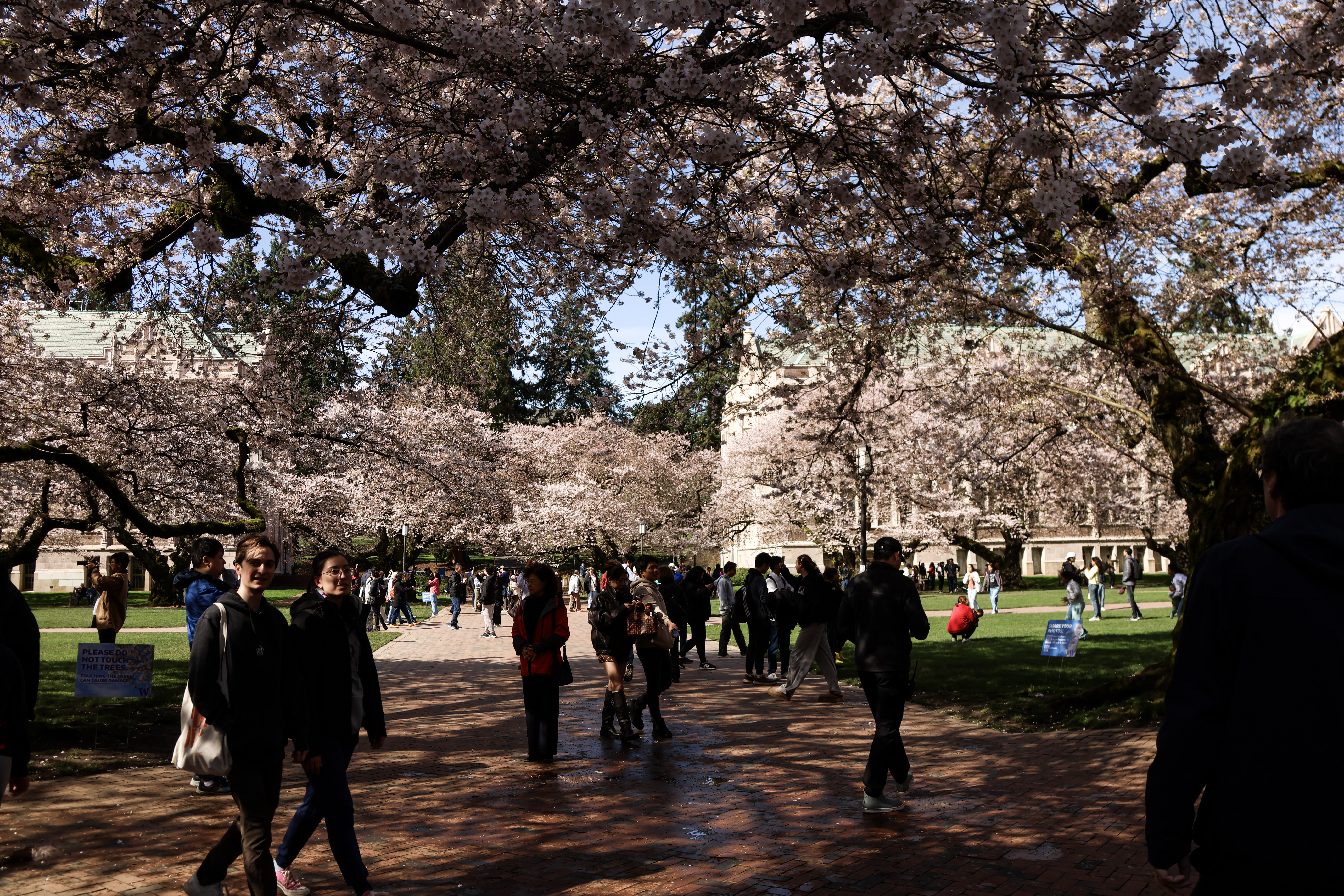 caption: People visiting the Seattle UW campus, where the majority of the cherry trees are. March 20, 2026
