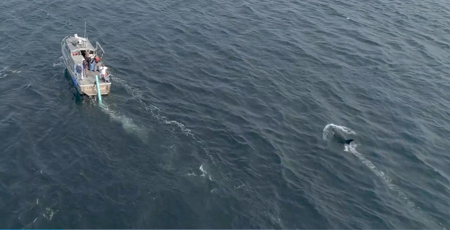 caption: Drone image by National Oceanic and Atmospheric Administration of the J50 feeding effort