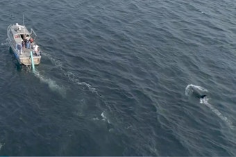 caption: Drone image by National Oceanic and Atmospheric Administration of the J50 feeding effort