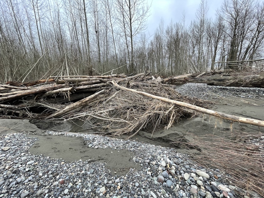 caption: Sediment mixed with downed trees line the banks of the Nooksack in Everson